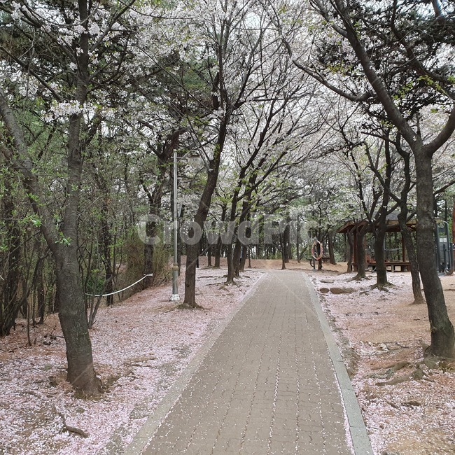 공원,벚꽃,낙화,꽃잎,산책,벚꽃엔딩,길,도로,산책길,운동,조깅
