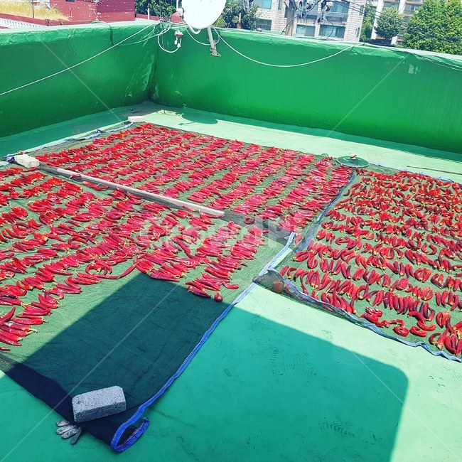 고추말리기,옥상,초록색옥상,빨간고추,여름,음식,식재료,요리,food,cook,meal,dishes,food reserves