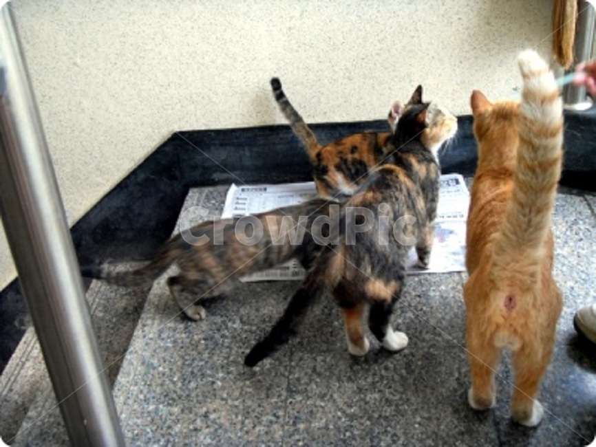 길고양이,길고양이가족,동물,고양이,4가족,동물,animal,포유류,mammal,고양이,cat,kitten,kitty