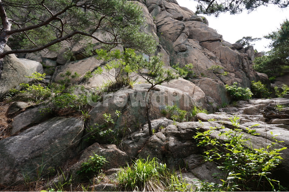 바위,용봉산,봄,초록,풍경,맑음,자연,풍경,nature,landscape,한국자연풍경,한국자연경관,korea nature landscape,plant,식물,rock,록