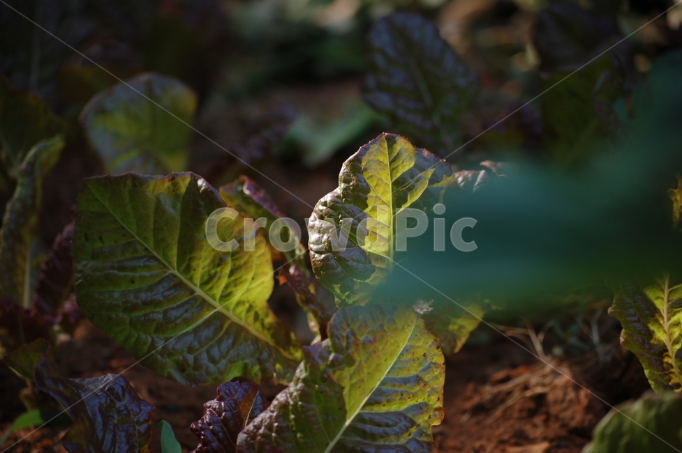 적상추,상추,채소,야채,흙,땅,밭,농사,재배,식물,식물,자연,plants,nature