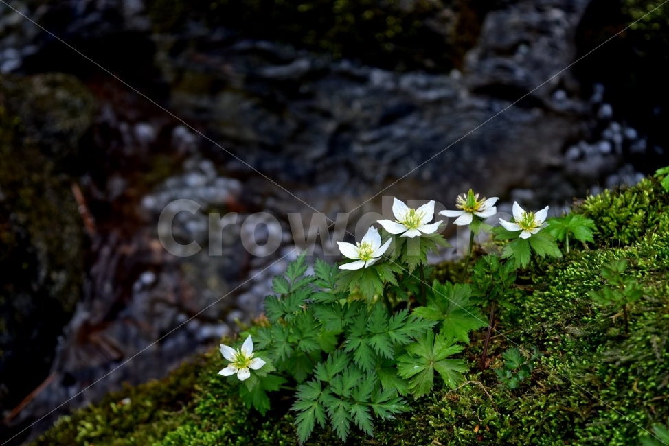 모데미풀,봄,야생화,꽃,청태산,강원도,봄꽃,고산야생화,감성,wildflower,산꽃,봄야생화,계곡,이끼,꽃말,슬픈추억,아쉬움,MegaleranthissaniculifoliaOhwi,금매화아재비,운봉금매화,식물,자연,식생,생태,식물,자연,plants,nature,꽃,flower