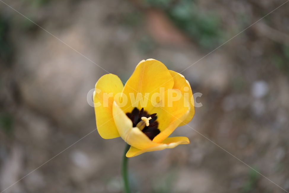 꽃,꽃밭,꽃길,봄날,튤립,봄,공원,자연,계절,색깔,flower,tulips,tulip,spring,field,park,season,colors,colorful,nature