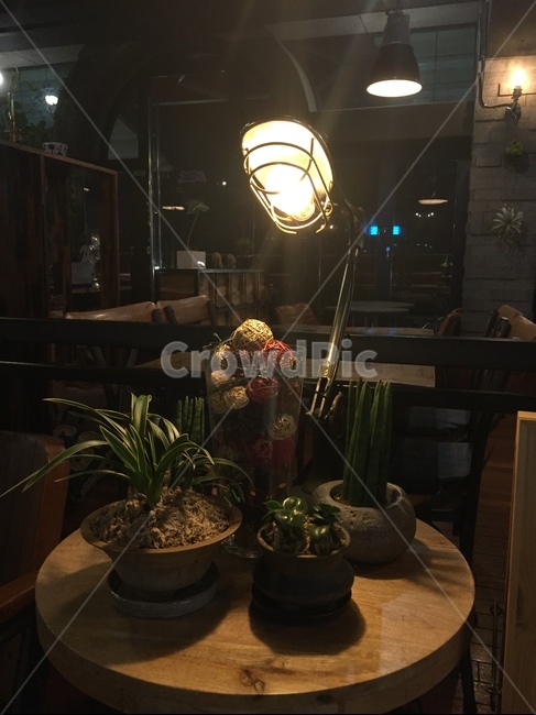 조명,분위기,감성적,카페,화분,흔한풍경,내부,실내용화초,화분,화초,house plant