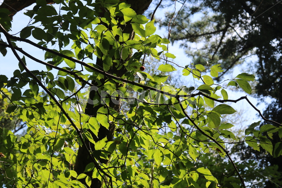 자연,나무,숲,하늘,힐링,초록,식물,자연,plants,nature