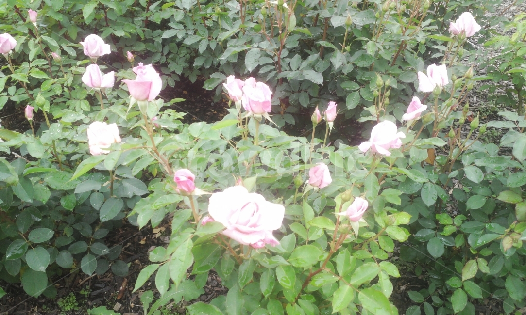 장미,정원,자연,순천,꽃,식물,자연,plants,nature,꽃,flower