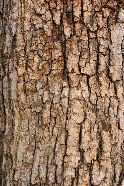 텍스쳐,패턴,나무,바탕,빈티지,배경,나뭇결,wood,백그라운드,질감,표면,texture,background,pattern,vintage,흔적,무늬,껍질,외피,균열,나무,trees,wood,텍스처,질감,패턴,texture,pattern