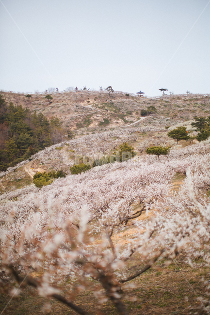 봄,매화,꽃,농장,자연,풍경,나무,봄,계절,spring,season,자연,풍경,nature,landscape,plant,식물,ground,바닥
