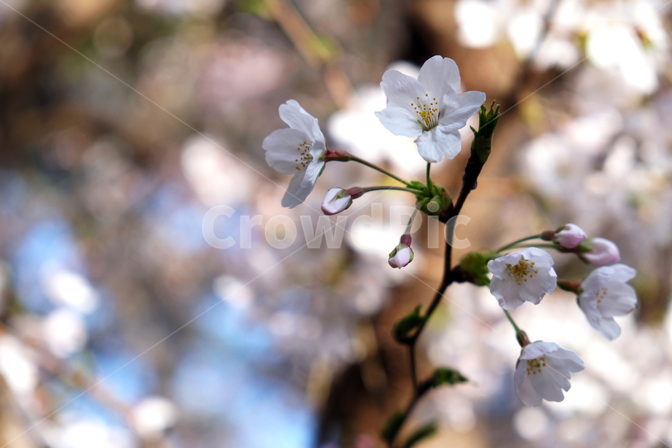 봄꽃,벚꽃,꽃배경,beautiful,blossom,branch,cherryblossoms,flowerbackground,garden,leaf,nature,season,spring,tree,white,식물,자연,plants,nature,꽃,flower