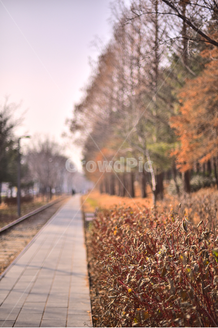 가을길,풍경,끝없는,길,로드,보도블럭,겨울풍경,야외,옥외,아웃도어,배경,바탕,백그라운드,landscape,outdoor,늦가을,늦은오후,가로수,tree,나무,plant,식물,나무줄기,산책로
