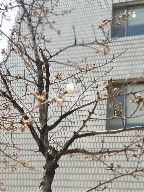 봄,늦겨울,벚꽃,꽃봉우리,초봄