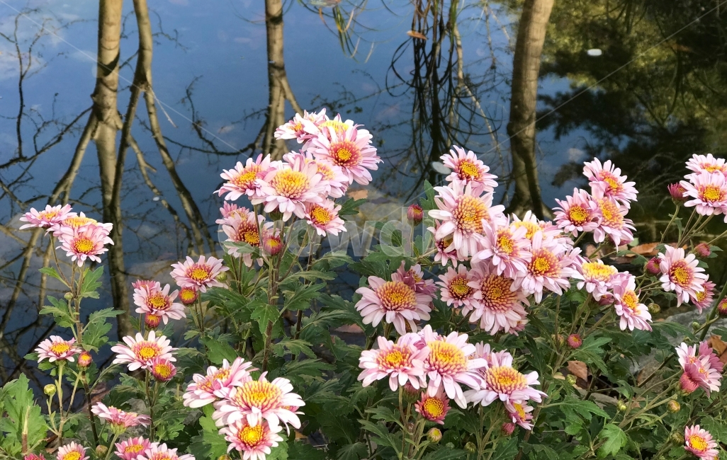 강가,국화,핑크색,투영,공원,식물,자연,plants,nature,꽃,flower
