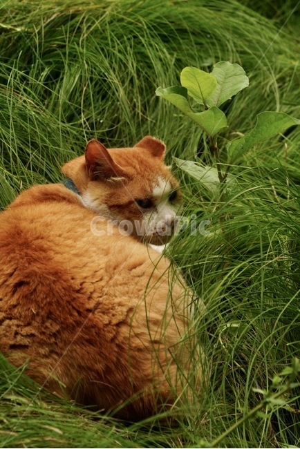 고양이,동물,여름,귀엽다,휴식