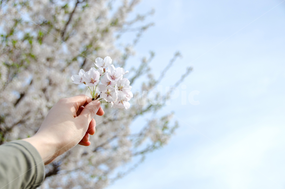 벚꽃,봄,손,하늘,자연,계절,휴식,꽃잎,배경,아름다운,아름다움,개화,분기,꽃,야외,그리움,기쁨,컨셉,휴가,봄,계절,spring,season,꽃,flower