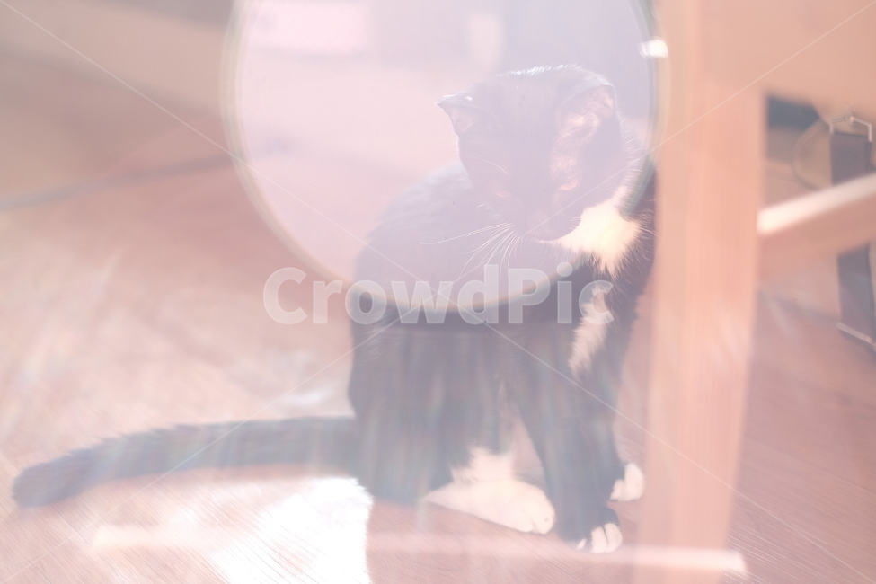 고양이,검은고양이,검은고양이네로,cat,blackcat,동물,animal,포유류,mammal,고양이,cat,kitten,kitty