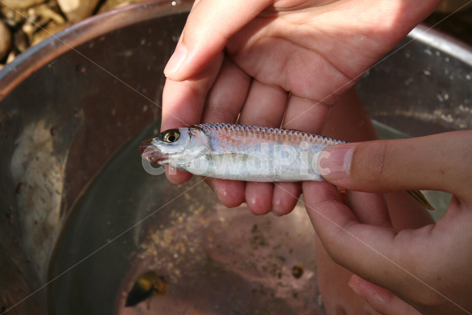 민물고기,물고기,생태,체험,천연기념물,동물,animal,어류,물고기,fish