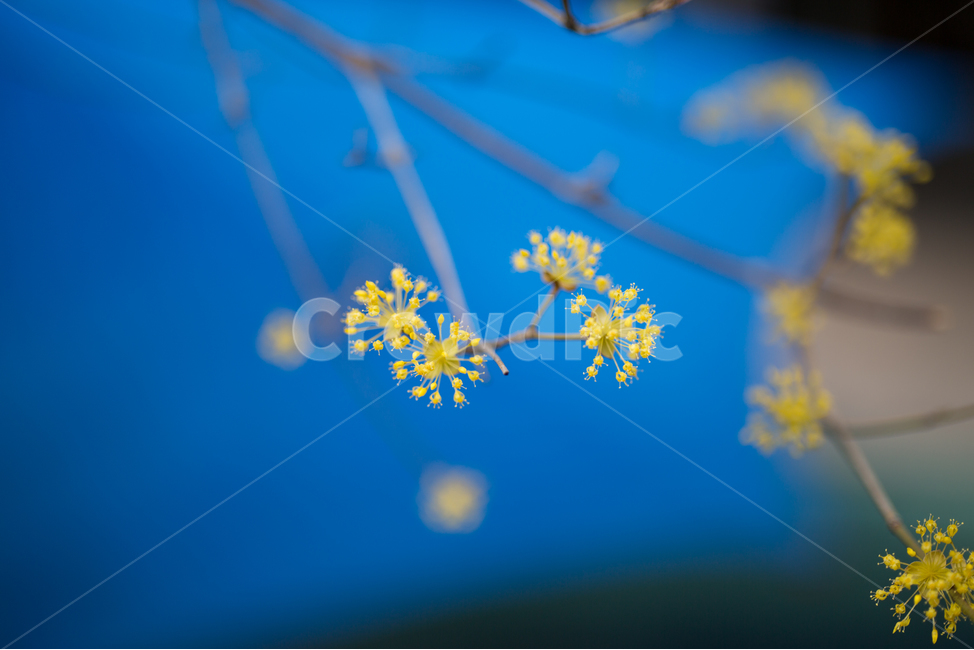 plant,식물,산수유,산수유꽃,노랑색,3월,꽃,식물,자연,plants,nature,꽃,flower