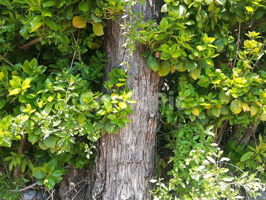 plant,식물,tree,나무,나무줄기,초록빛,treetrunk