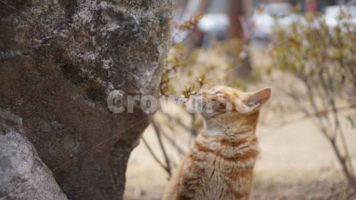 고양이,동물,cat,animal,귀여움,냥이,자연,야생,동물,animal,포유류,mammal,고양이,cat,kitten,kitty