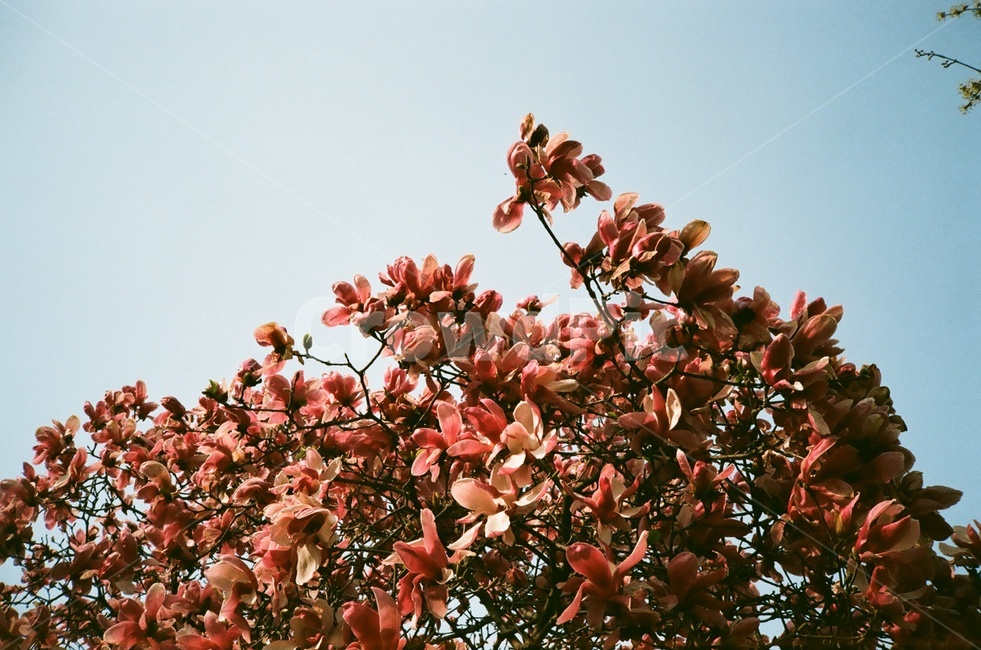 필름사진,가을,자연,꽃,나무,식물,자연,plants,nature,꽃,flower