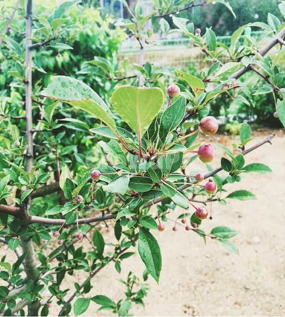 앵두,앵두나무,나무,나뭇잎,초록,앵두열매,나뭇가지,식물,자연,plants,nature,과일,열매,fruit