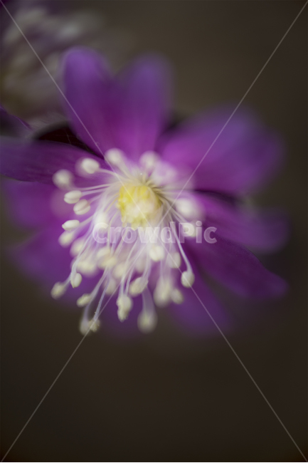 꽃,flower,노루귀꽃,봄꽃,식물,plant,blossom,식물,자연,plants,nature,꽃,flower