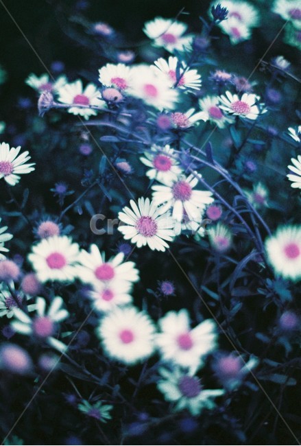 꽃,풀꽃,감성,잔디,풀밭,보라색,퍼플,필름,아날로그,식물,자연,plants,nature,꽃,flower,감성,sensible,feeling