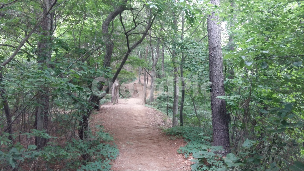 향적산,등산,숲,나무,산책,자연,풍경,nature,landscape,식물,plants,나무,trees,wood,path,통로