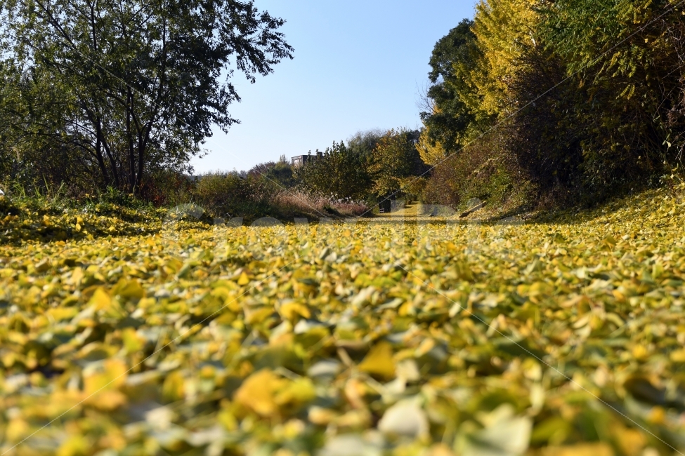 풍경,가을,단풍,낙엽,노란은행잎,은행잎,초겨울,스산,가을,계절,fall,autumn,season,자연,풍경,nature,landscape,plant,식물,vegetation,초목