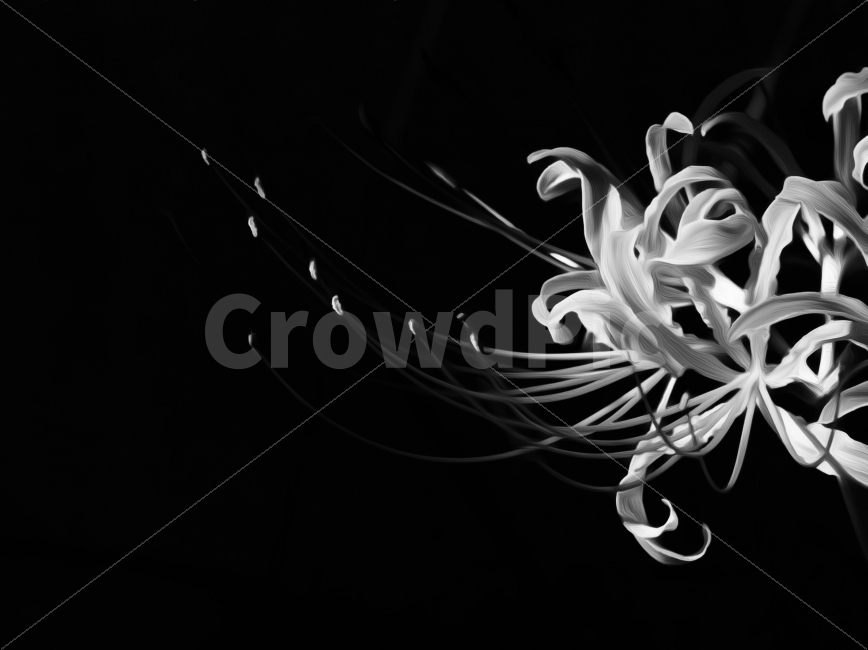 상사화,꽃무릇,꽃,가을,프로덕션명주,김명주,식물,자연,plants,nature,꽃,flower,흑백,모노톤,monochrome,black and white