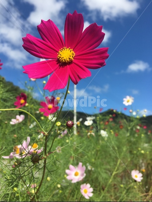 코스모스,flower,꽃,가을,식물,빨강코스모스,적코스모스,빨간코스모스