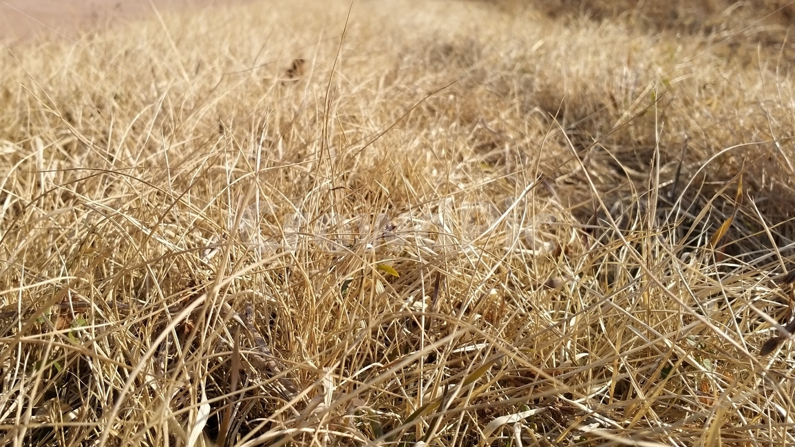 잔디,겨울잔디,자연,plant,nature