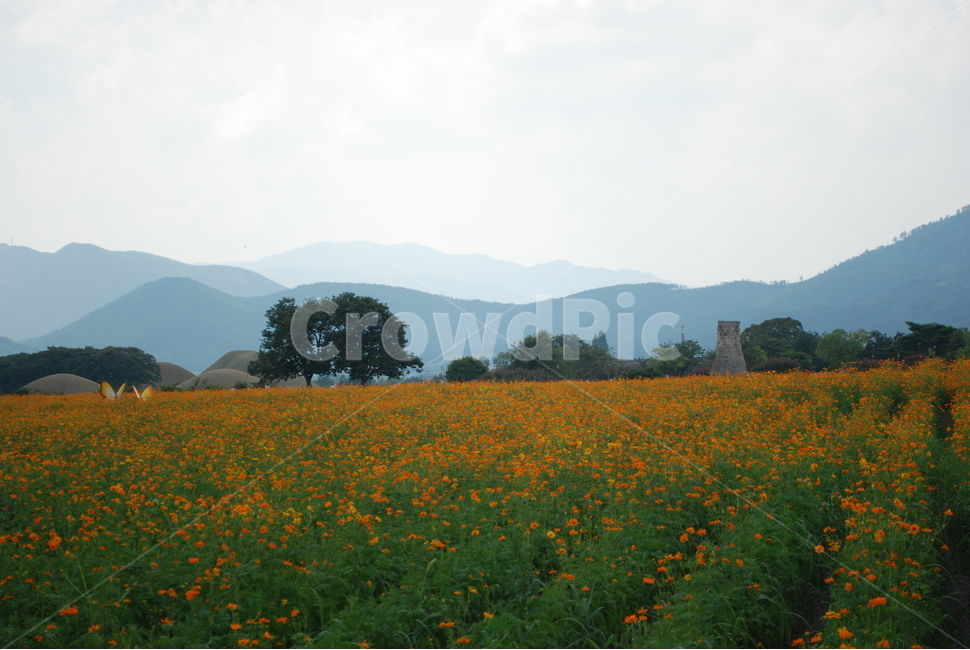 경주,첨성대,꽃,꽃밭,들판,가을,계절,fall,autumn,season,자연,풍경,nature,landscape,grassland,목초지,field,들,outdoors,옥외,rural,농촌,farm,농장,meadow