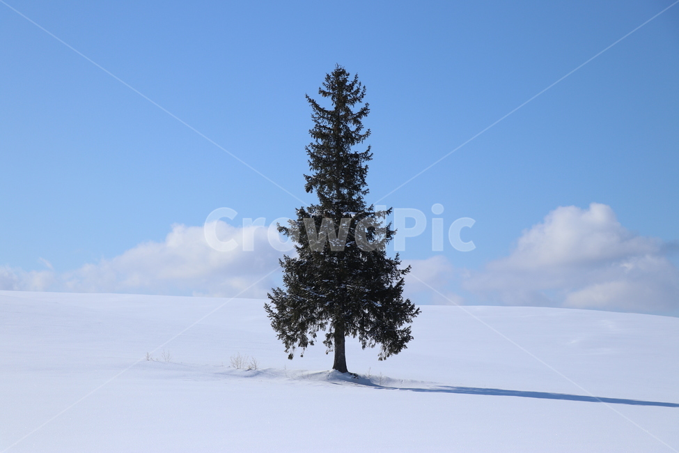 겨울,눈,크리스마스,트리,훗카이도,일본,북해도,크리스마스트리,자연,풍경,비에이,nature,winter,tree,겨울,계절,winter,season,자연,풍경,nature,landscape