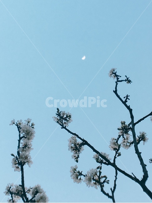 nature,자연,달,꽃,하늘
