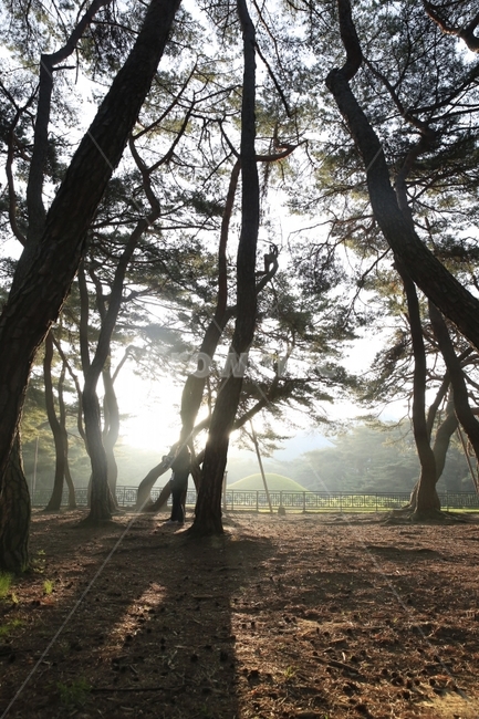 소나무,아침,빛과그림자,빛,그림자,자연,풍경,nature,landscape,한국자연풍경,한국자연경관,korea nature landscape,랜드마크,landmark,tourist attraction,한국랜드마크,한국관광지,한국명소,korea landmark,korea tourist attraction,식물,plants,나무,trees,wood,휴식,힐링,rest,relaxation,healing,tree,plant,flare,플레어,light,sunlight,햇빛,tree trunk,나무 줄기