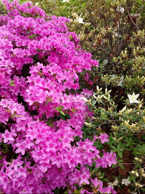 철쭉,smilerosebay,진달래과,식물,봄꽃,개꽃나무,springseasonflower,척촉화,낙엽관목,관상용