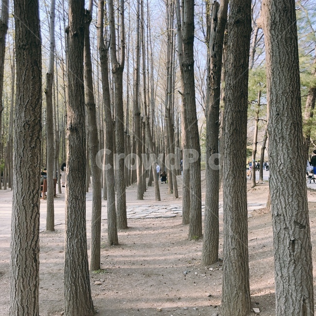 메타쉐콰이어,서울숲,나무,metasequoia,wood
