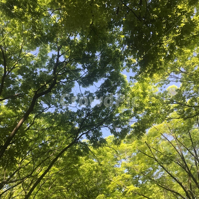 나무,나무가지,연두색,그린,green,여름,봄