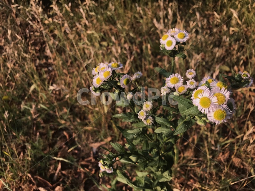 꽃,들꽃,자연,가을,식물,풀,나무,갈대,flower,wildflower,nature,fall,plants,감성