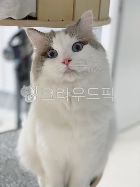 랙돌,ragdol,cat,미묘,고양이,동물,animal,pet,애완동물,반려묘