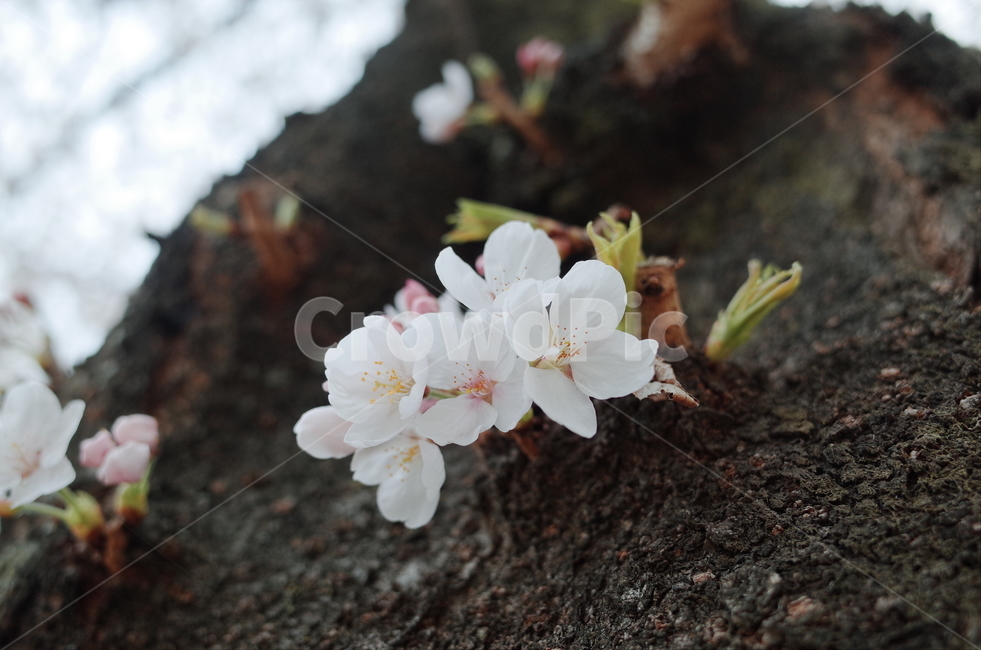 벚꽃,봄,꽃놀이,꽃송이,사랑,분홍,핑크,꽃,식물,자연,plants,nature,꽃,flower