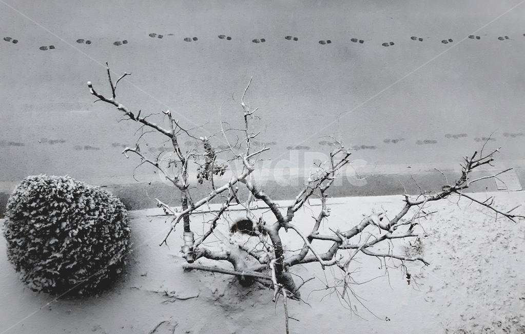 자연,옥외,nature,발자국,조경,겨울,계절,winter,season