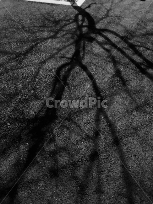 흑백,아스팔트,그림자,나무,나뭇가지,실루엣,그림자,silhouette,shadow,흑백,모노톤,monochrome,black and white