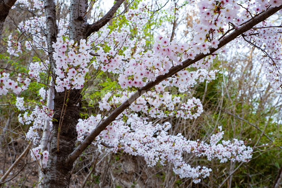 봄,spring,봄꽃,벚나무,벚꽃,사쿠라,식물,감성,feel,feeling,봄,계절,spring,season,plant,flower,꽃,blossom