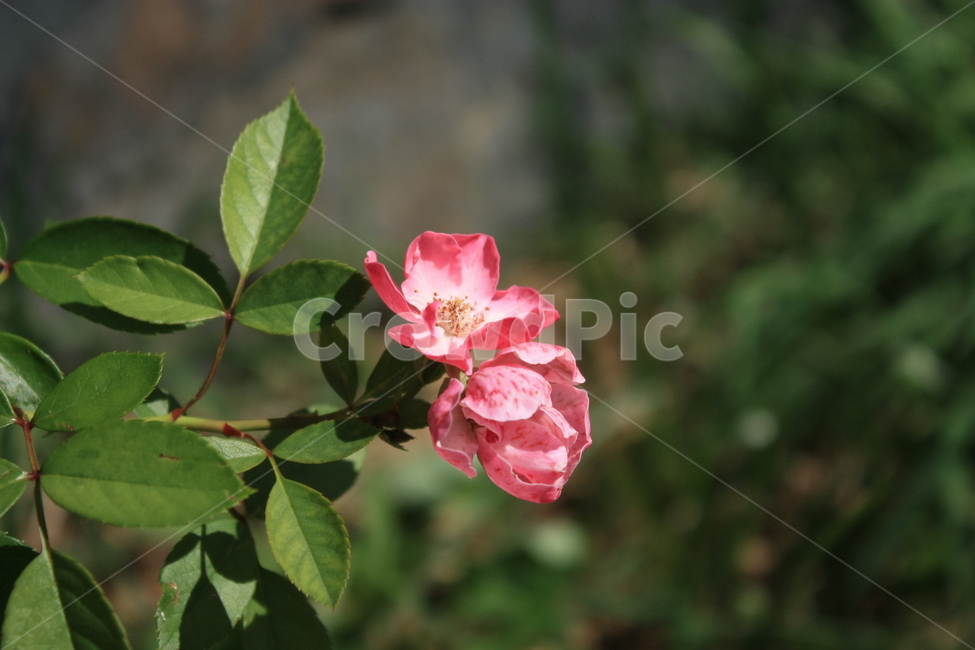 꽃,붉은꽃,여름꽃,벚꽃,동백꽃,봄,여름,Flower,식물,자연,plants,nature,꽃,flower