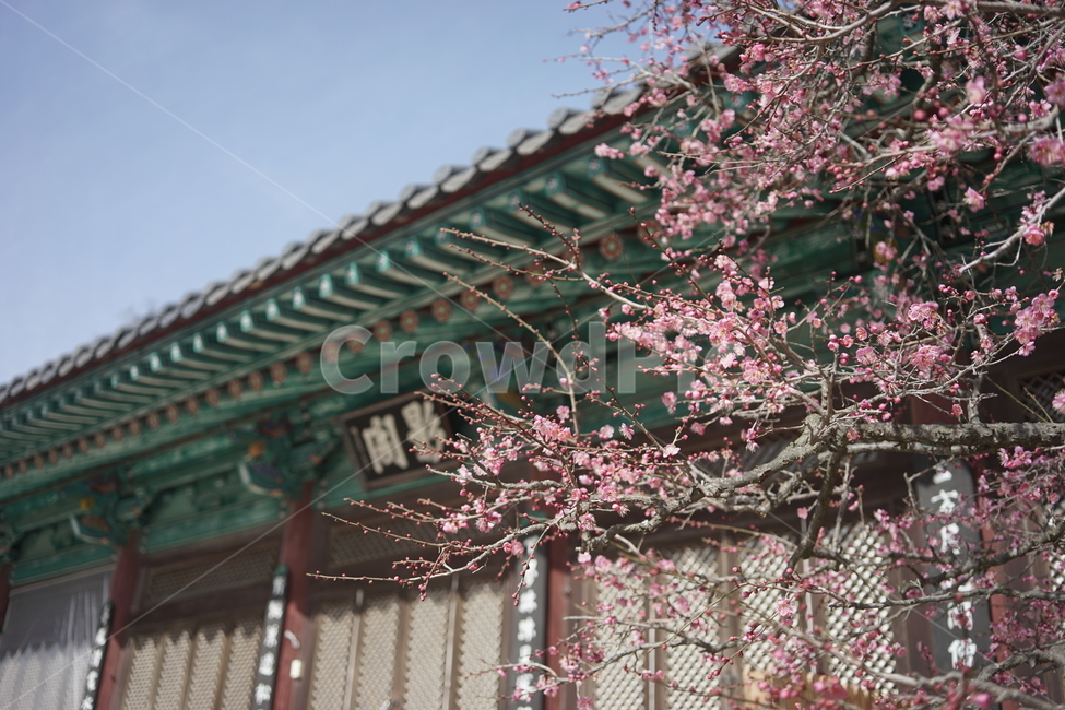 사찰,매화,봄,봄꽃,식물,통도사홍매화,통도사