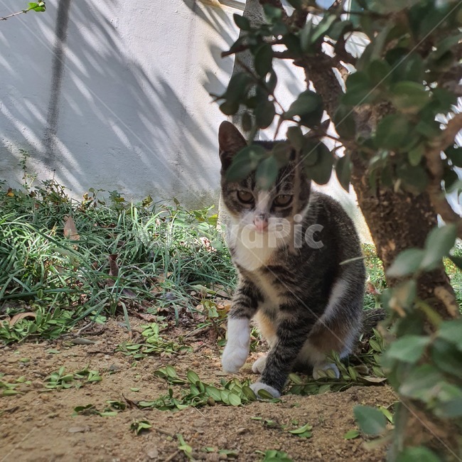고양이,cute,cuty,행복,happinies,outdoors,world,동물,animal,포유류,mammal,고양이,cat,kitten,kitty