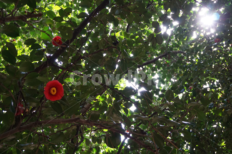 plant,식물,동백,카멜리아,camelia,식물,자연,plants,nature,꽃,flower