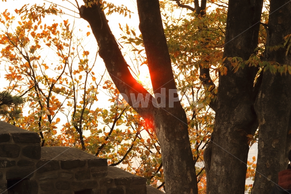 일몰,남산타워에서,가을,풍경사진,서울,단풍나무,가을,계절,fall,autumn,season,식물,자연,plants,nature,나무,trees,wood,flare,플레어,light,빛,tree,plant,sunlight,햇빛